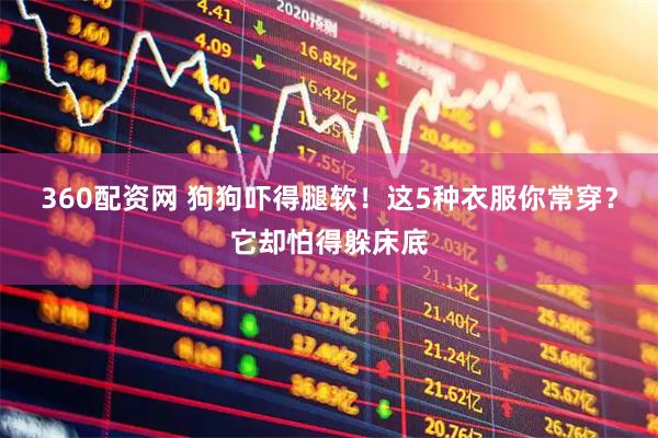 360配资网 狗狗吓得腿软！这5种衣服你常穿？它却怕得躲床底